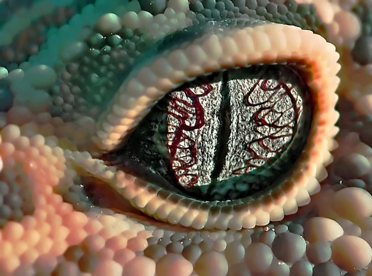 macro image of a gecko eye
