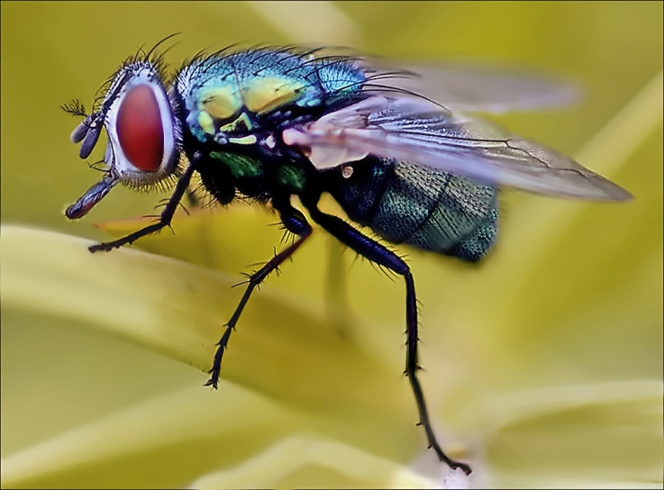 Macro Photo of a Fly