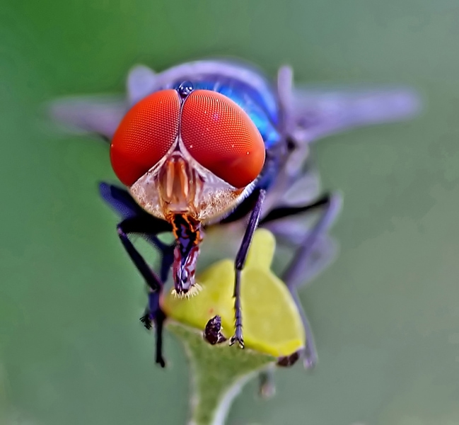 frontal image macro photo of a fly 