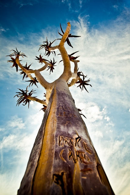 Quiver Tree, Namibia