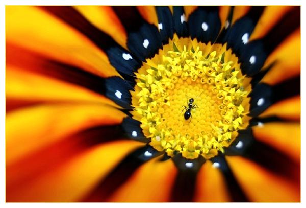 hendrik-venter-ant-in-the-sun