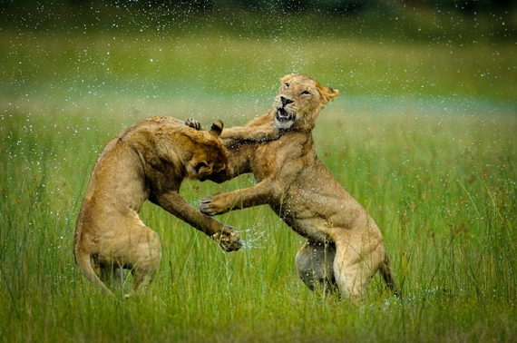 Lions at play by Matthew Copham