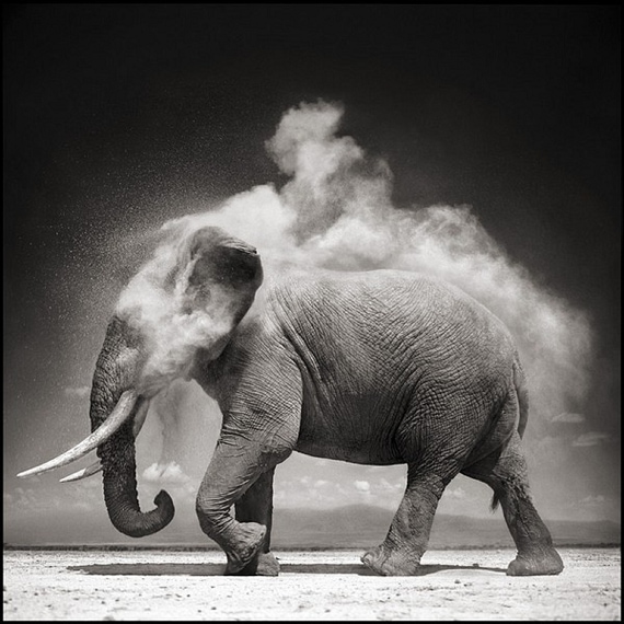 Image by Nick Brandt