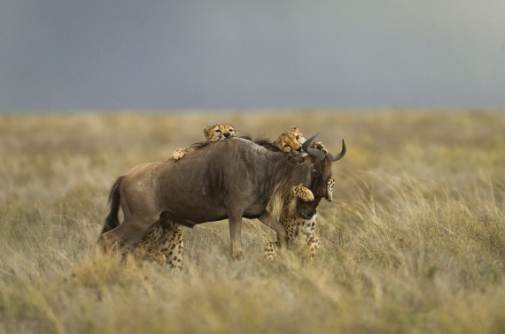"Struggle for Life" by Matthew Copham cheetahs attack wildebeest