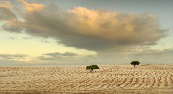 "Lonely Trees" by Ursula Koekemoer