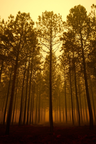 Surreal Forest Photograph